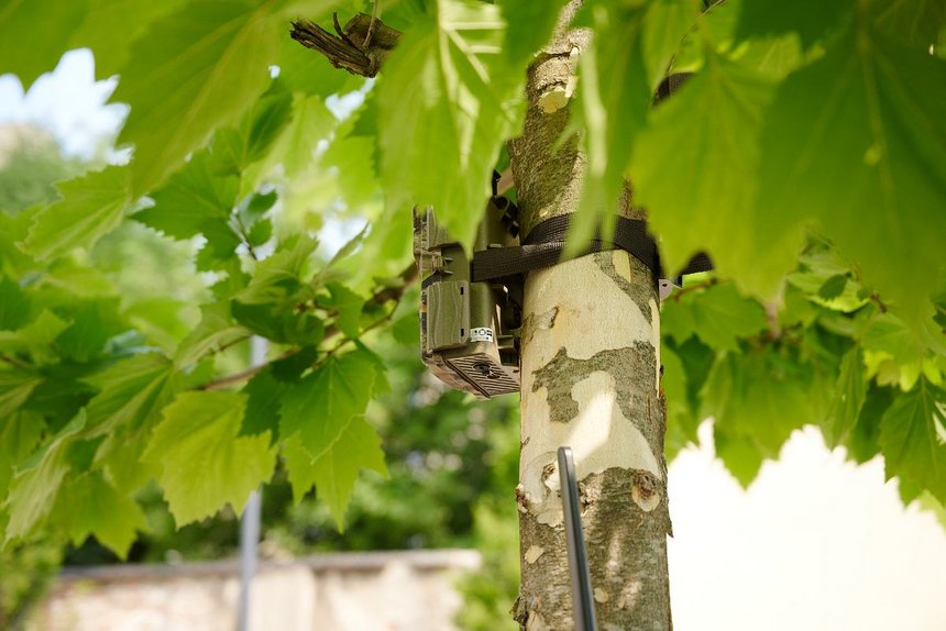 Nowe fotopułapki Straży Miejskiej