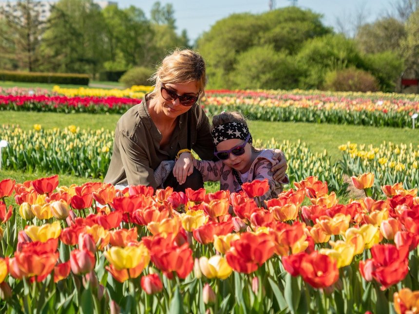64 tysiące tulipanów w Ogrodzie Botanicznym. Wyjątkowa kolekcja kwiatów w prawie 50 odmianach zaczyna kwitnąć i tworzyć kolorową wystawę fot. Stefan Brajter / UMŁ